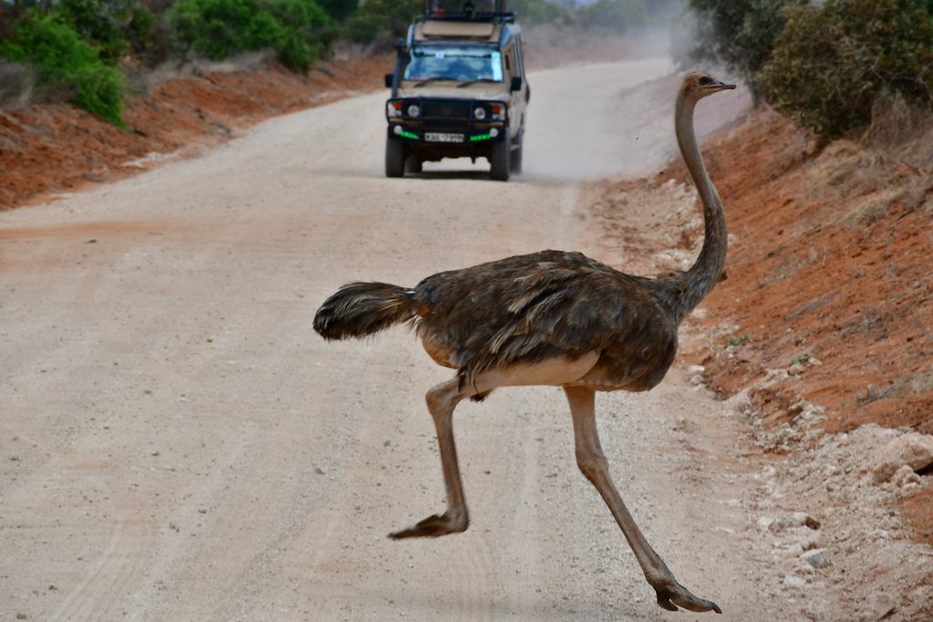 Tsavo East National Park